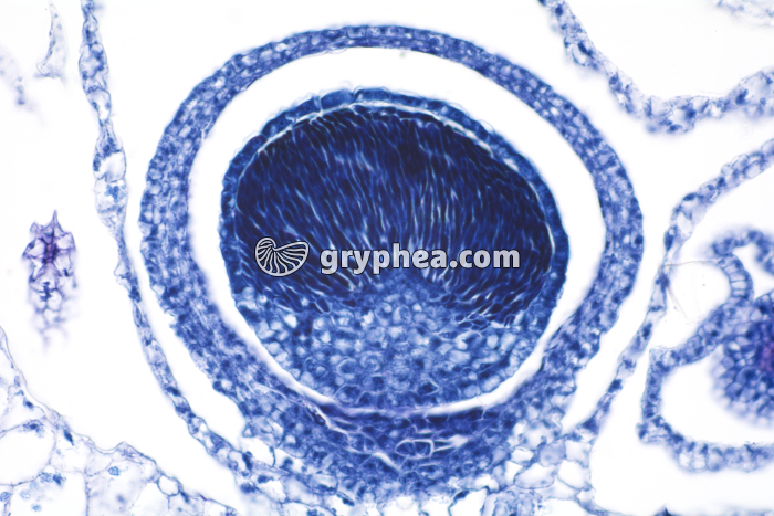 Hépatique (Marchantia) - embryon dans la capsule formant le sporophyte x100 - gryphea.com